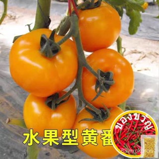 Brigitte berbih มะเขือเทศ kunin (30แคปซูล) /huang Guifei ผักชนิดหนึ่ง fanlian/huang Guifei Х ทานตะวัน/กางเกง/ Х L3IU