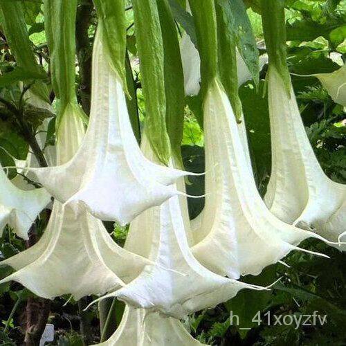 อินทรีย์็ด ใหม่็ด 30 ใหม่ ใหม่็ด ใหม่ ต้นดอกระฆัง ดอกลำโพง แตรนางฟ้า Datura metel L. Angel Trumpet S