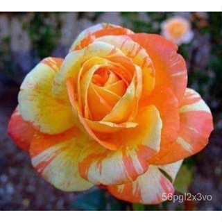 อินทรีย์็ด ใหม่็ด 30 ใหม่็ด ใหม่ กุหลาบ สตาร์แอนด์สไตร้พส์ Tiger Striped Rose Seeds สี ส้ม-ขาว ดอกใหญ่ นำเข้าจาก คละ