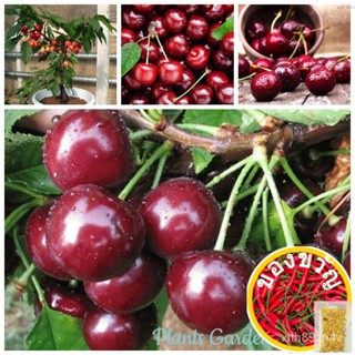 เมล็ดพันธุ์ เชอร์รี่ เมล็ดผลไม้ Sweet Cherry Seeds Fruit Seeds บรรจุ 20 เมล็ด พันธุ์ไม้ผล ต้นผลไม้ พันธุ์ไม้หายาก ต้นพ04