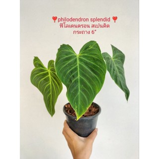 ❣️philodendron splendid ❣️ฟิโลเดนดรอน​ สเปนดิดกระถาง 6”