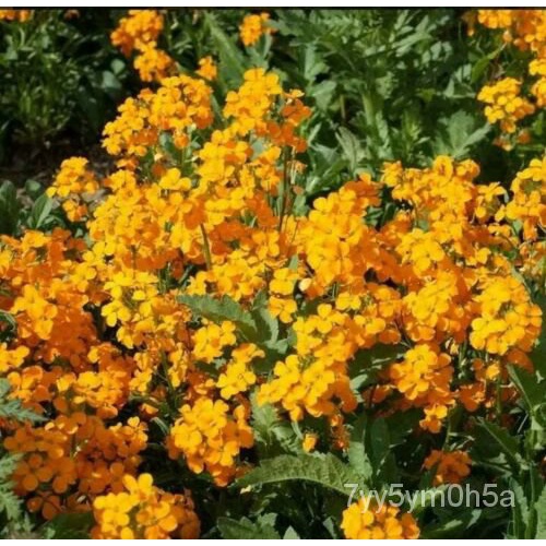 เมล็ด มะเขือ Wallflower ไซบีเรีย มะเขือ