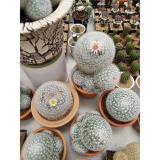 Mammillaria candida แมมแคนดิด้า