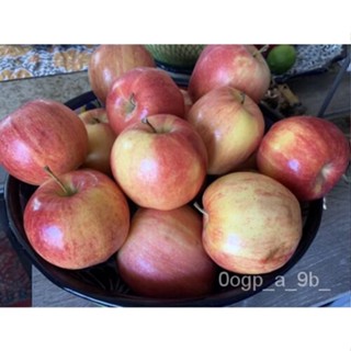 เมล็ด 5 Gala Apple Seed Fruit Tree Organic American Nongmo มรดกตกทอดพื้นเมือง Half ผักชี