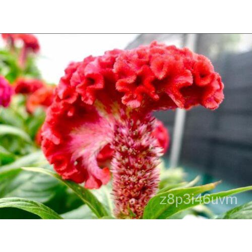 เมล็ด 50 Celosia cristataseed