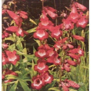 เมล็ด Penstemon Scarlet Queen Flower Seed มะเขือ