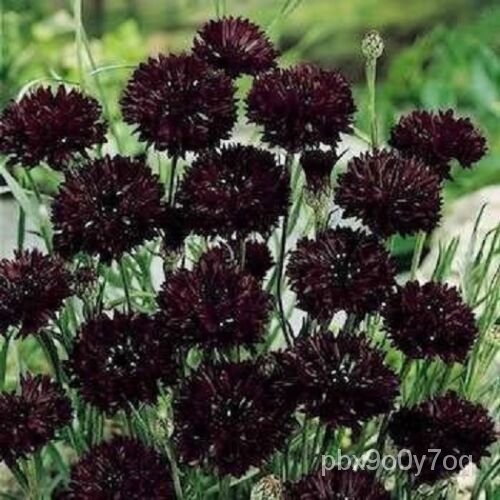 เมล็ด เมล็ดปุ่มเดียวสีดำ,เมล็ดดอกไม้ Cornflower สีดำ,เมล็ดดอกไม้ Heirloom,50 Karat
