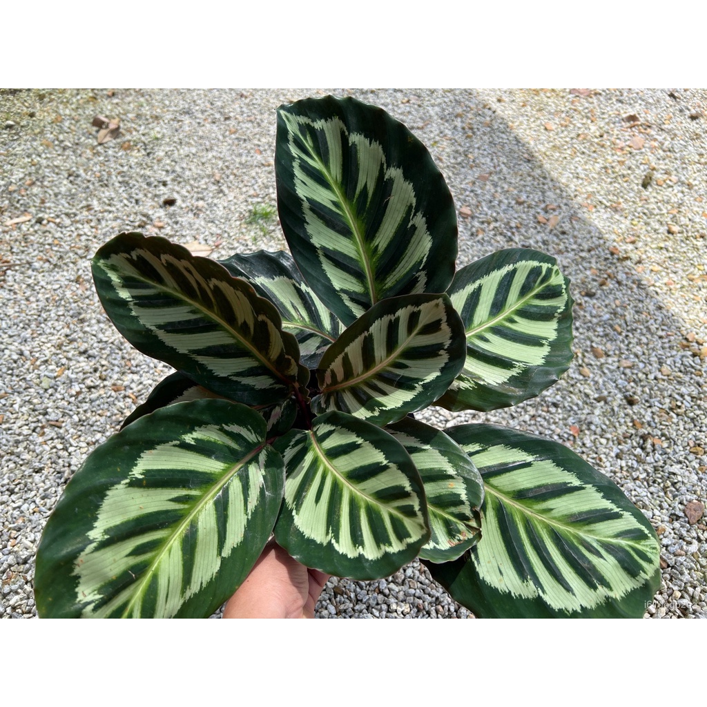 อินทรีย์็ด ถูก็ด คล้าโคร่า Calathea roseopicta ‘Cora’ กอสวย ถูก หญ้า