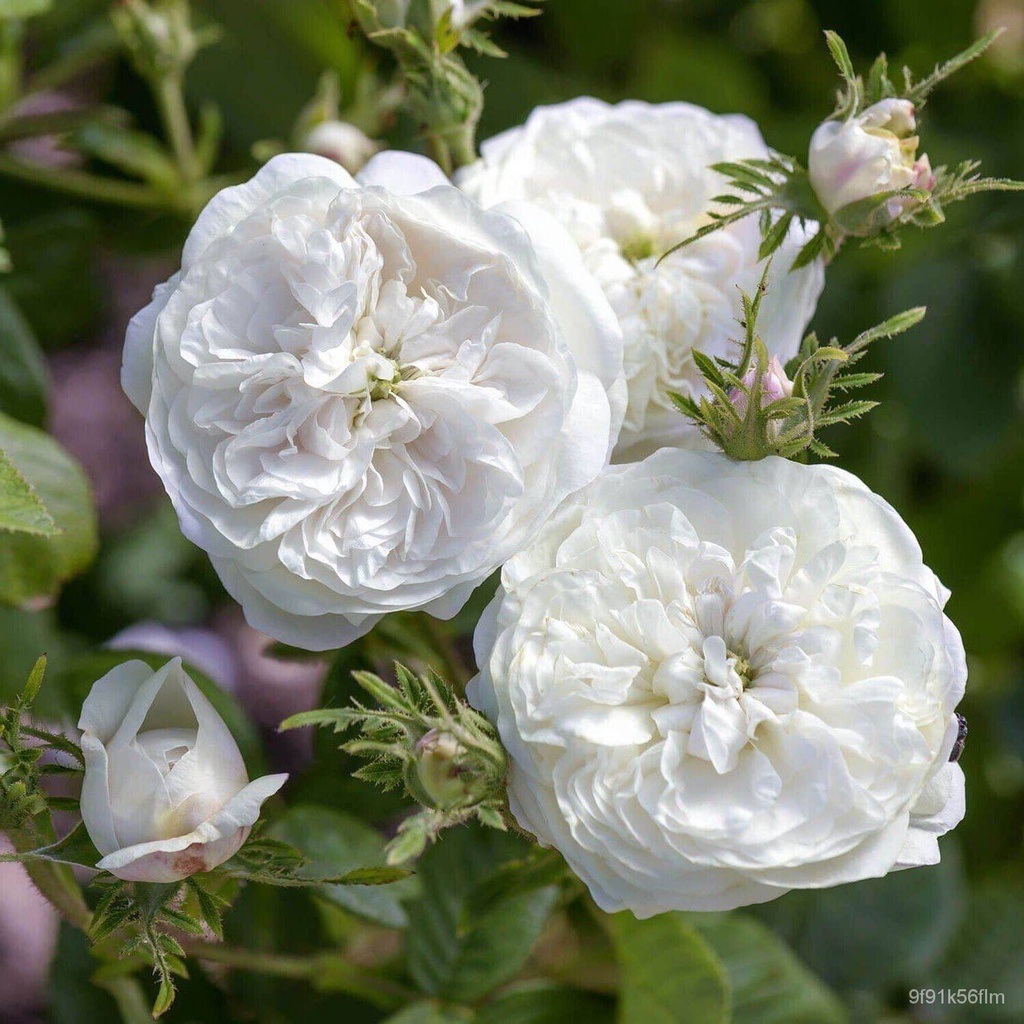 25เมล็ด British Rose Seeds 100% Pure White Germ Seeds Rose Seeds Rodent Rose Seeds อัตราการงอก70-80%