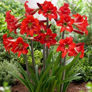 อินทรีย์็ด ใหม่็ด 2หัว/ชุด ว่านสี่ทิศ ว่านมงคล amaryllis ดอกสีแดง ใหม่พื้นเมือง ทนแดดทนฝน เป็นใหม่ที่ให้ดอกสวยงา คละ