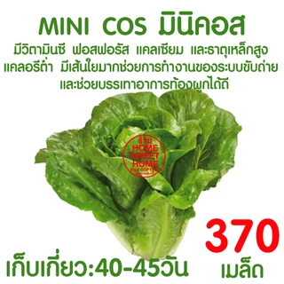 *ค่าส่งถูก* ผักสลัด เมล็ดผัก เมล็ดผักสลัด (2,000เมล็ด+) เมล็ดพันธุ์ เมล็ดพันธุ์ผักสลัด ปลูกผัก กรีนโอ๊ค คอส outlet