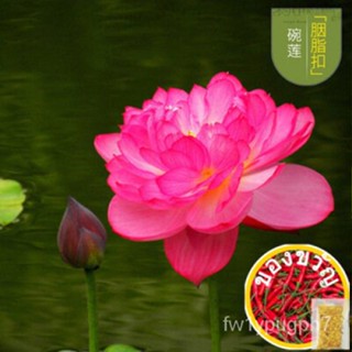 Lotus Flower SEED Plant Lotus SEED Water Lily Garden Plant MIX Flower SEED aquatic Plant Lotus 5pcs houseu/ การขาย XCTR