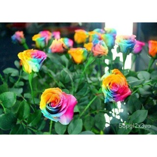 อินทรีย์็ด ใหม่็ด 30 ใหม่็ด ใหม่ กุหลาบ มินิ บอนไซ Rose Seeds ดอกเล็ก สีเรนโบว์ ต้นไม้แคระ นำเข้าจากต่างประเทศ พ คละ