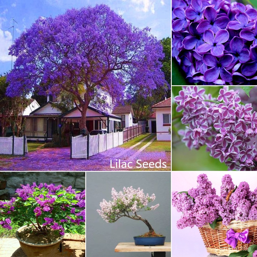 อินทรีย์็ด ใหม่็ด Local Ready Stock ใหม่็ด คุณภาพดี ราคาใหม่ 50Pcs ใหม่ดอกกานพลู Mixcolor Rare Lilac