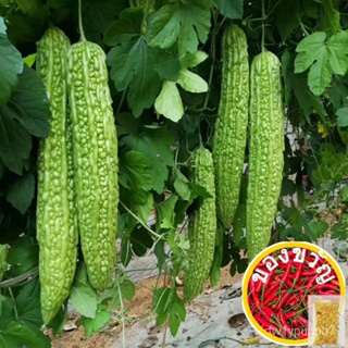 เมล็ดพันธุ์ มะระ Bitter Gourd Seeds Vegetable Seeds บรรจุ 50 เมล็ด เมล็ดพันธุ์ผัก ผักออแกนิค พันธุ์ผัก เมล็ดผัก ต้นผล/种子