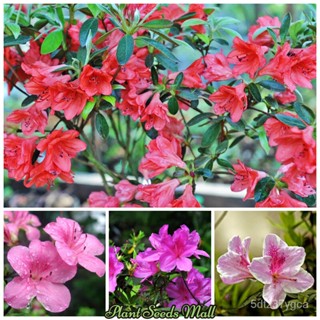 Rhododendron Rhododendron เมล็ดดอกไม้หายากต้นไม้มงคล Air Purify Tree ดอกไม้ที่สวยงาม Bonsai ดอกไม้เมล็ดไม้ประดับเมล็ด Az