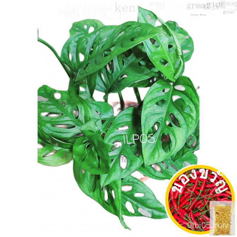 Ilpos-Live Plant Monstera adansonii pot150 Ready Stock autu/ยันต์/รองเท้า/ผัวนม/seeds/ดอกไม้/ทานตะวัน/เสื้อ CGF9