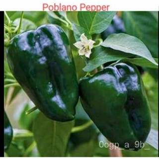 เมล็ด 30อินทรีย์ผักชี้า Ancho Poblano พริกไทยเมล็ด Heirloom เม็กซิกันไม่ใช่จีเอ็มสหรัฐ ผักชี้า