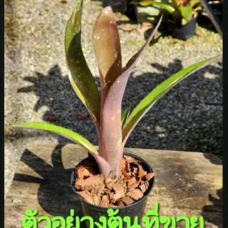 สับปะรดสี Bromeliad  Bill. Pixie  จำนวน 1 ต้น จัดส่งแบบถอดกระถาง ต้นไม้สวยงาม ฟอกอากาศ ต้นไม้มงคล