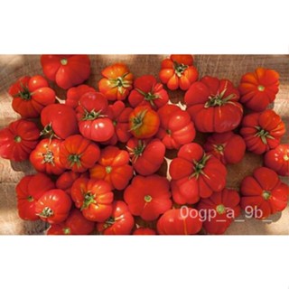 เมล็ด มะเขือเทศ (Santorini) 30เมล็ด (Solanum lycopersicum) รวมคำแนะนำ X ผักชี