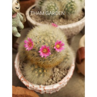 Mammillaria laui แมมลาวอ้ายลูกเจี๊ยบ🐣