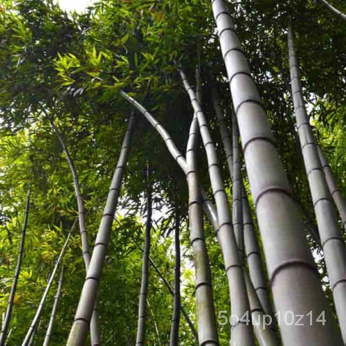 เมล็ด Bambusa bambos-50เมล็ด-ไม้ไผ่ยักษ์ มะเขือ มะเขือ