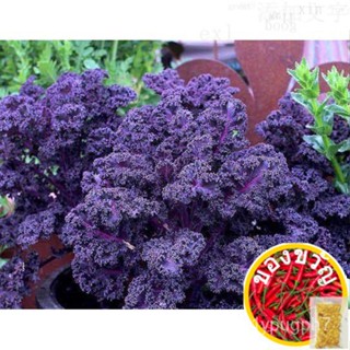 เมล็ดอวบอ้วน100%，ไทยในสต็อกพร้อมส่งเมล็ดผักเคล เคลม่วง สกาเรต(Scarlet kale) ฟาร์ม26 เมล็ดนำเข้าจากอังกฤษ อัตรางอก85-90%