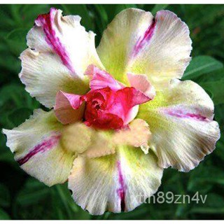 10เมล็ด Azalea เมล็ดไต้หวันสีเหลือง Adenium เมล็ดทะเลทราย Rose Desert Rose Queen Bonsai ไต้หวันปลูกคู่มือ/เสื้อ/สวน/เด็ก