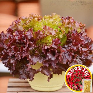 สวนผักกาดหอมเมล็ด Coleus ผักกาดหอมเมล็ดผักแพคเกจเดิมผักเมล็ดเกี่ยวกับ100บทความ MZMA