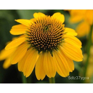 100 seeds Bonsai Seeds seeds Bonsai Seeds El ็ก Chi na staggered ีย or cone formaldehyde Lao Verna Echinacea Coneflower