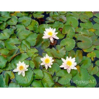 10นำเข้าเมล็ดบัวขาวเมล็ดบัวแท้100% เมล็ดบัวเมล็ดบัวปลูกในโถแก้ว85-90% Waterlily Nymphaea เมล็ด/เสื้อผ้าเด็ก/สวน/กระโปรง/