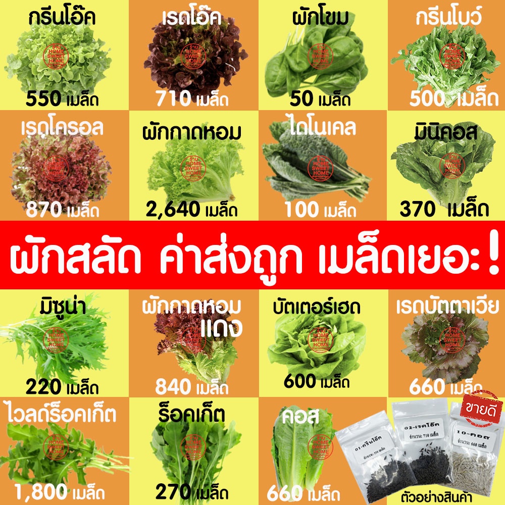 *ค่าส่งถูก* ผักสลัด เมล็ดผัก เมล็ดผักสลัด (2,000เมล็ด+) เมล็ดพันธุ์ เมล็ดพันธุ์ผักสลัด ปลูกผัก กรีนโอ๊ค คอส outlet