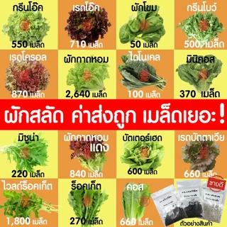 *ค่าส่งถูก* ผักสลัด เมล็ดผัก เมล็ดผักสลัด (2,000เมล็ด+) เมล็ดพันธุ์ เมล็ดพันธุ์ผักสลัด ปลูกผัก กรีนโอ๊ค คอส outlet