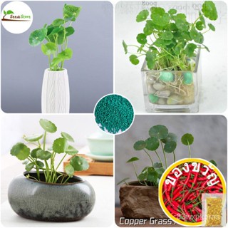 SG 100% เดิม50 ¡Pilea К Santa Taal К PKZD