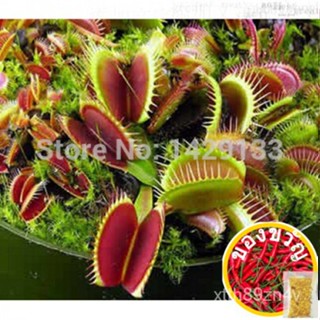 Dionaea muscipula ส่งฟรีคลิปยักษ์ Venus flycatcher seeds 300pcs Insect seeds Garden seeds พืชบอนไซครอบครัวกระถางแอปเปิ้ล