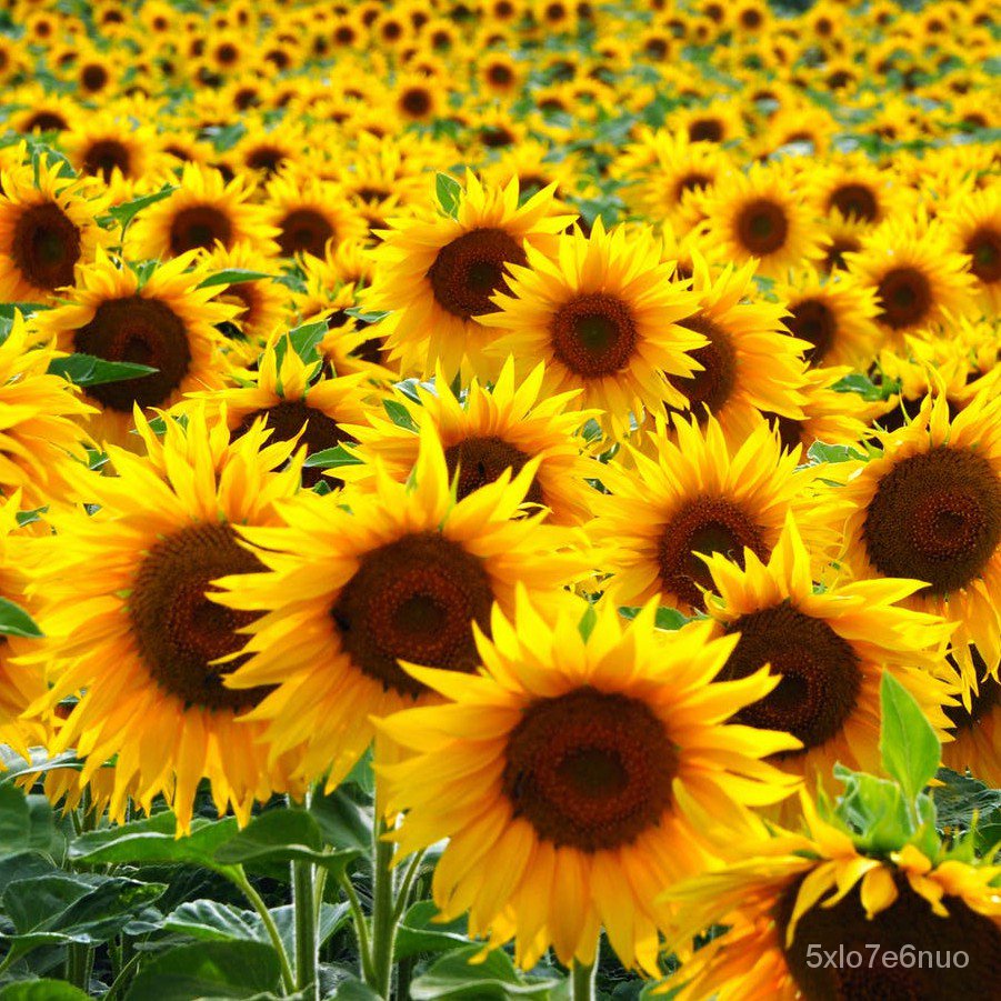 Dwarf Sunflower seeds / Giant Sunflower Seeds High Germination Rate