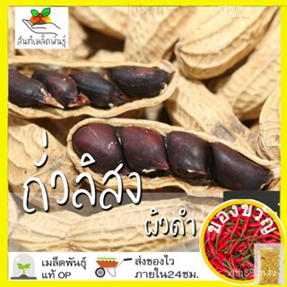 เมล็ดพันธุ์ ถั่วลิสงผิวดำ 20 เมล็ด Black Peanutเมล็ดพันธุ์แท้ นำเข้าจากต่างประเทศ พืชผัก สวนครัว ปลูกง่าย โตไวสร้อยคอ /ส