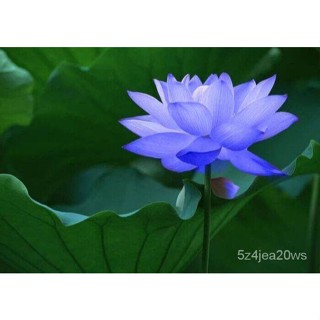 7เมล็ดดอกบัวสีฟ้าของแท้100% เมล็ดบัวเมล็ดบัวเมล็ดบัวปลูกในโถแก้วเมล็ดบัว85-90%/กางเกงขาสั้น/เคสโทรศัพท์มือถือ/เมล็ดพืช/ช