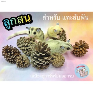 ◆( ลูกสน )​ ลับฟัน สัตว์เล็ก​ สัตว์ฟันแทะ​ ไม้แทะ ไผ่หวาน​ ไม้แอปเปิ้ล​ ชูการ์​ กระรอก​ ดอร์เมาส์​ แฮมสเตอร์​ บุชเบบี้​