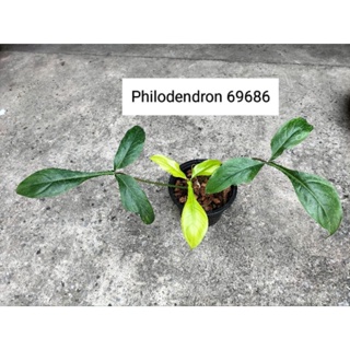 Philodendron   69686