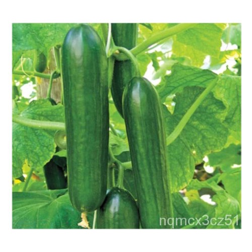 เมล็ด ผัก-แตงกวา-เบธอัลฟา F1-30เมล็ดคุณภาพพรีเมี่ยม-ชั้น1st ผักชี