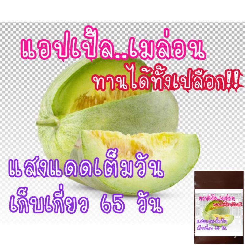 แอปเปิ้ล เมล่อน (ทานได้ทั้งเปลือก) Apple melon 10เมล็ด/งอก ปลูก/งอก เมล็ด/งอก ผักบุ้ง