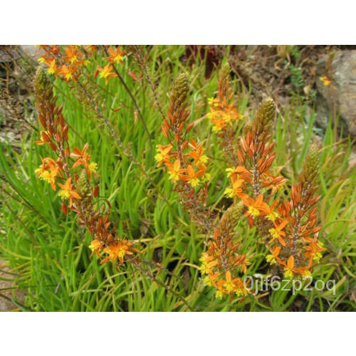 เมล็ด Natal bulbine-wilderno pieva-bulbine natalensis-10เมล็ด-semillas W 092 ผักชี