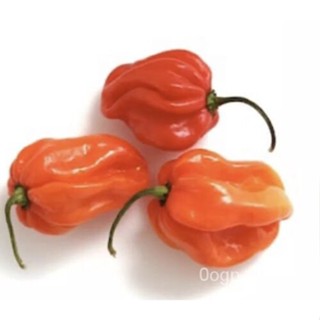 เมล็ด 25seedjamaican Red Hot Scotch Bonnet Pepper Fire Hot USA SELL ผักชี