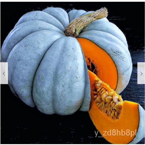 เมล็ด Jarrahdale ฟักทองสีฟ้า (10เมล็ด = 1 USD จัดส่งฟรี) Jarradale ควีนส์แลนด์ ดอก
