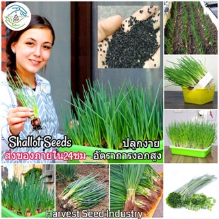 อินทรีย์็ด ใหม่็ด ใหม่็ดหอมแดง Shallot Seed Chives Vegetable Seeds ใหม่็ดบอนไซ ใหม่ใหม่ ใหม่ออแกนิค ถู มะเขือ