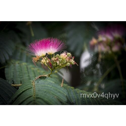 เมล็ด ต้นไม้ผ้าไหม Mimosa Tree Albizia Julibrissin Pink Flowing หายาก (เมล็ดอินทรีย์20ชนิด) เมล็ดพันธุ์