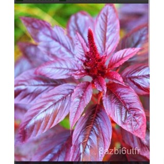 เมล็ด เมล็ดมะเขือไม้ Amaranthus cruentus Red SPIKE มะเขือ