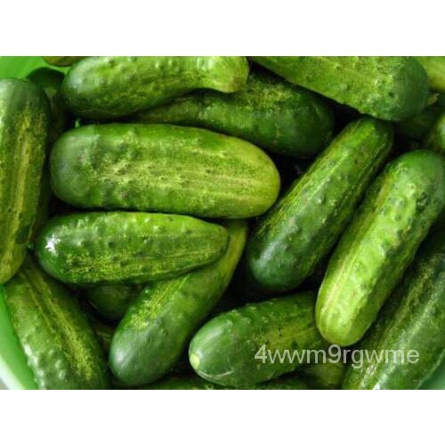 เมล็ด เมล็ด Gherkin X 20แตงกวาดองคุณภาพสูงจัดส่งฟรี มะเขือ