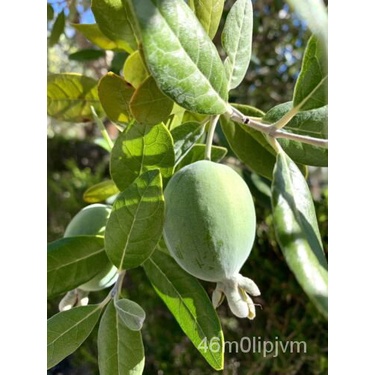 เมล็ด Feijoa Sellowiana Pineapple Guava-40 Seeds 2022-USA คะน้า